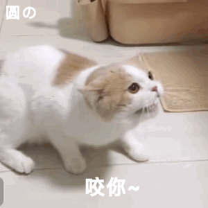 咬你（猫咪动图表情包） - 可爱的猫咪动图表情包
