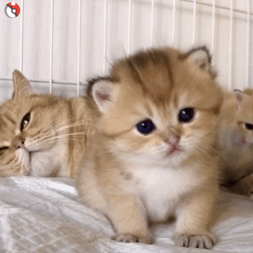 什么什么 猫咪表情包 – 可爱猫咪动图表情包