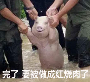 完了，要被你们做成红烧肉了 - 一只被救的猪，做成表情包更好笑了哈哈哈_猪表情
