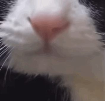 猫咪舔舌头 GIF 动图表情包_动图_gif_猫咪表情